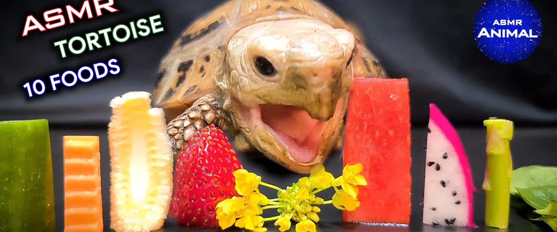 ASMR MUKBANG | TURTLE TORTOISE EATING 10 FOODS 먹방 142