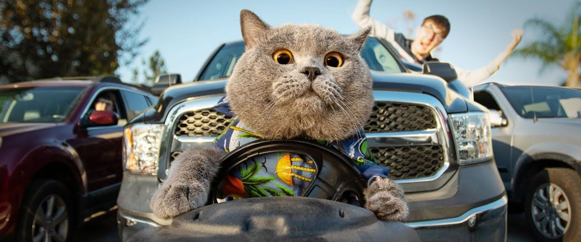 World s Most Obedient Cat - Aaron s Animals